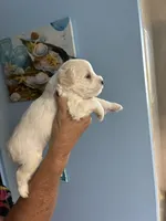 Snowball, a female Miniature Schnauzer for sale in North Fort Myers, FL – 4 of 4