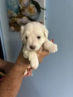 Snowball, a female Miniature Schnauzer for sale in North Fort Myers, FL – 2 of 4