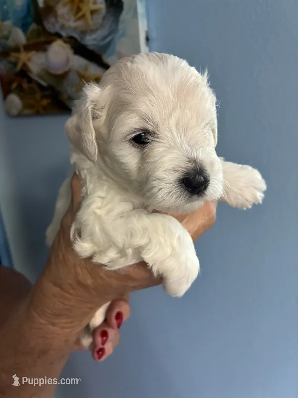 Charlie – Miniature Schnauzer puppy for sale in North Fort Myers, FL