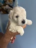Charlie, a male Miniature Schnauzer for sale in North Fort Myers, FL – 1 of 1
