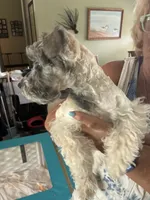 Heidi, a female Miniature Schnauzer for sale in North Fort Myers, FL – 2 of 3
