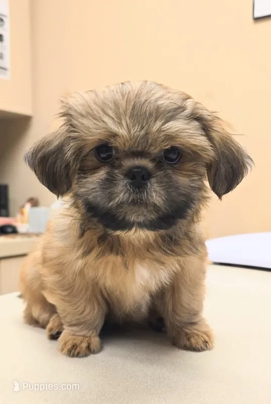 Teddy – Shih Tzu puppy for sale in North Fort Myers, FL