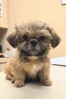 Teddy, a male Shih Tzu for sale in North Fort Myers, FL – 1 of 2