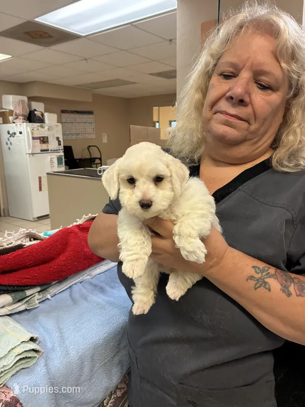 Snowball – Miniature Schnauzer puppy for sale in North Fort Myers, FL