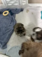 Carlie, a female Shih Tzu for sale in North Fort Myers, FL – 3 of 3