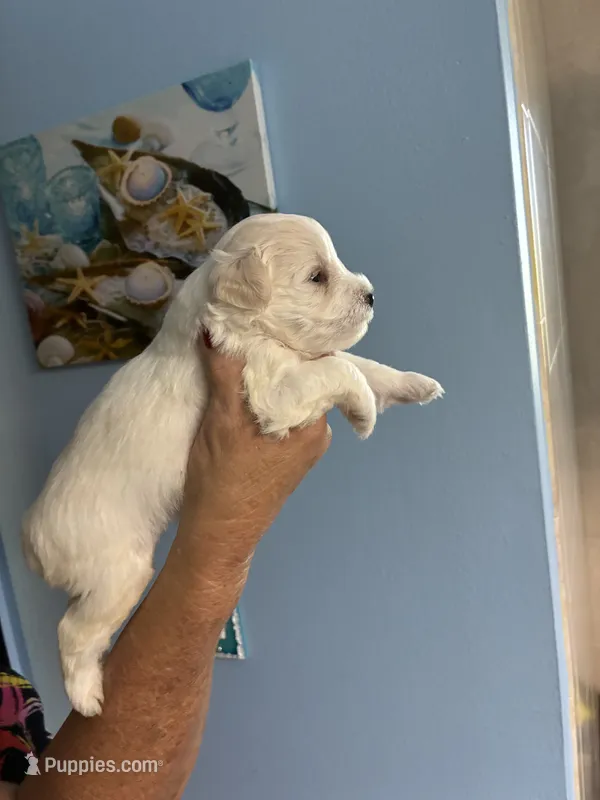 Paul – Miniature Schnauzer puppy for sale in North Fort Myers, FL