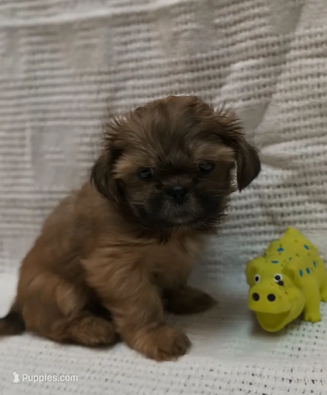 Roy – Shih Tzu puppy for sale in North Fort Myers, FL