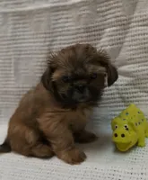 Roy, a male Shih Tzu for sale in North Fort Myers, FL – 1 of 2