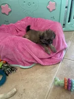 Teddy, a male Shih Tzu for sale in North Fort Myers, FL – 2 of 2