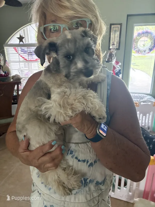 Heidi – Miniature Schnauzer puppy for sale in North Fort Myers, FL