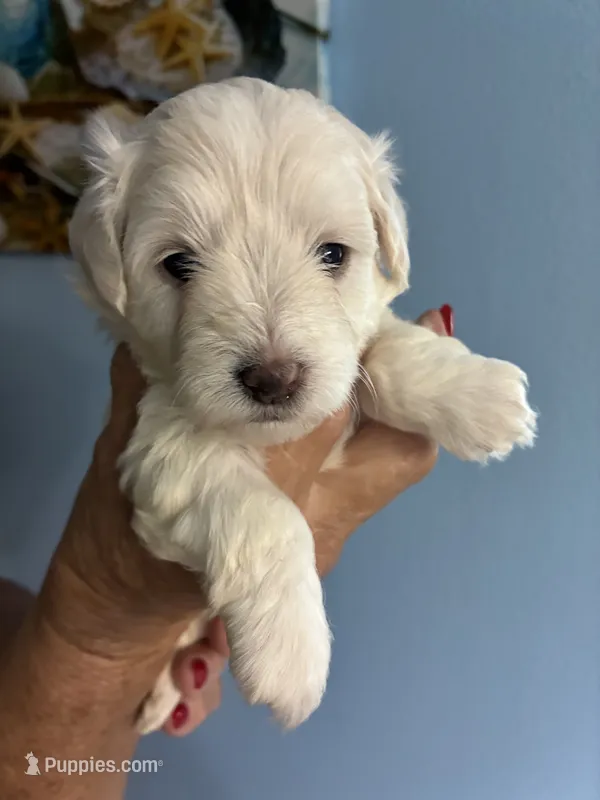 Sami – Miniature Schnauzer puppy for sale in North Fort Myers, FL