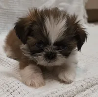 Carlie, a female Shih Tzu for sale in North Fort Myers, FL – 2 of 3