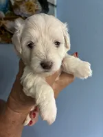 Paul, a male Miniature Schnauzer for sale in North Fort Myers, FL – 2 of 3