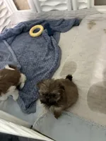 Roy, a male Shih Tzu for sale in North Fort Myers, FL – 2 of 2