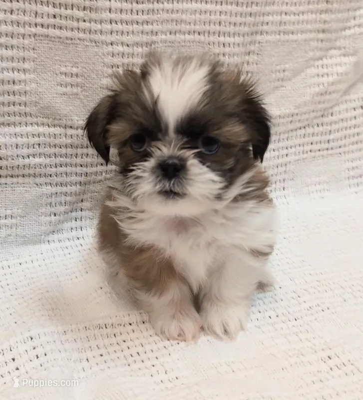 Carlie – Shih Tzu puppy for sale in North Fort Myers, FL