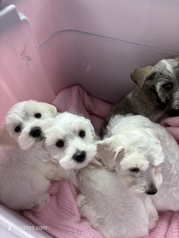 Paula – Miniature Schnauzer puppy for sale in North Fort Myers, FL