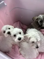 Paula, a female Miniature Schnauzer for sale in North Fort Myers, FL – 1 of 3