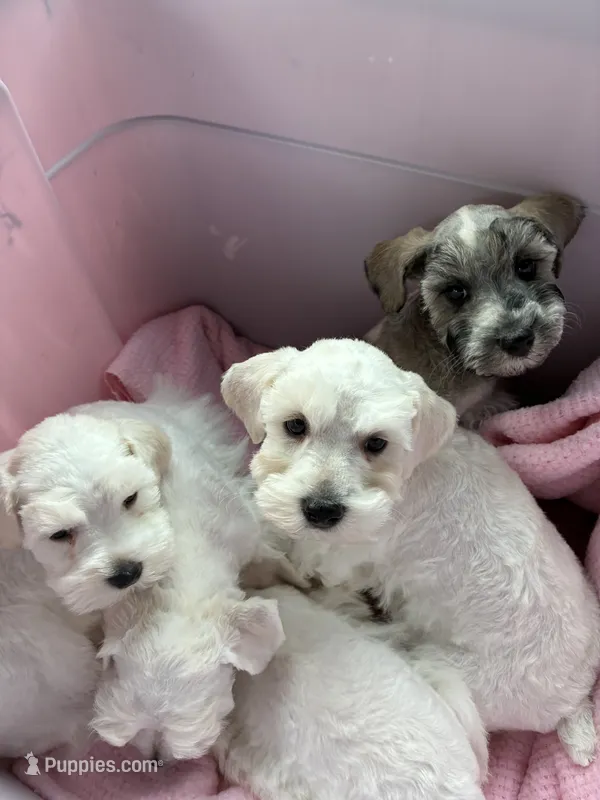 Charlie – Miniature Schnauzer puppy for sale in North Fort Myers, FL