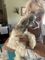 Heidi, a female Miniature Schnauzer for sale in North Fort Myers, FL – 3 of 3