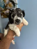 Oreo, a female Miniature Schnauzer for sale in North Fort Myers, FL – 2 of 3