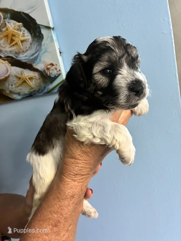 Oreo – Miniature Schnauzer puppy for sale in North Fort Myers, FL