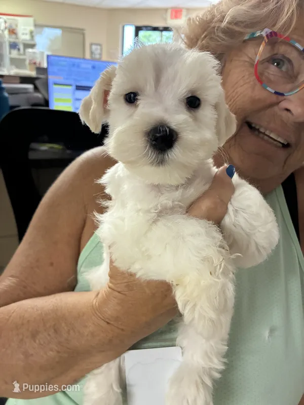 Sami – Miniature Schnauzer puppy for sale in North Fort Myers, FL
