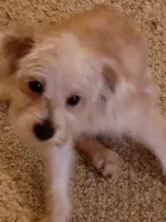 Peanut, a male Yorkipoo and Poodle - Toy  for sale in Ava, MO – 8 of 9