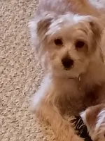 Peanut, a male Yorkipoo and Poodle - Toy  for sale in Ava, MO – 4 of 9