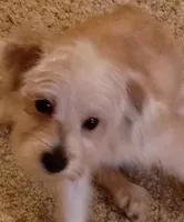 Peanut, a male Yorkipoo and Poodle - Toy  for sale in Ava, MO – 5 of 9