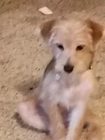 Sammy, a male Yorkipoo and Poodle - Toy  for sale in Ava, MO – 9 of 10