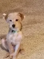Sammy, a male Yorkipoo and Poodle - Toy  for sale in Ava, MO – 7 of 10
