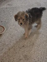 Sammy , a male Yorkipoo and Poodle - Toy  for sale in Ava, MO – 8 of 10