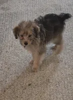 Sammy , a male Yorkipoo and Poodle - Toy  for sale in Ava, MO – 7 of 10