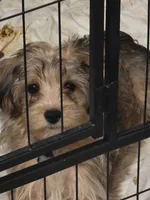Sammy , a male Yorkipoo and Poodle - Toy  for sale in Ava, MO – 4 of 10