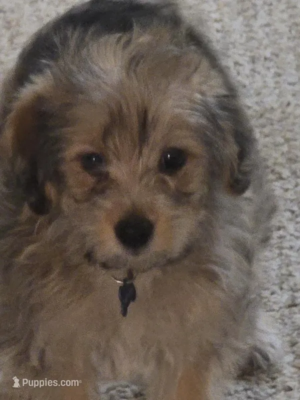 Sammy  – Yorkipoo, Poodle - Toy  puppy for sale in Ava, MO