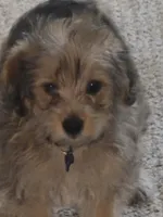 Sammy , a male Yorkipoo and Poodle - Toy  for sale in Ava, MO – 1 of 10