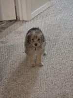 Sammy , a male Yorkipoo and Poodle - Toy  for sale in Ava, MO – 9 of 10