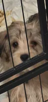 Sammy , a male Yorkipoo and Poodle - Toy  for sale in Ava, MO – 2 of 10
