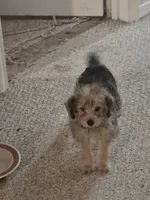 Sammy , a male Yorkipoo and Poodle - Toy  for sale in Ava, MO – 10 of 10