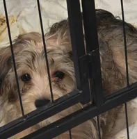 Sammy , a male Yorkipoo and Poodle - Toy  for sale in Ava, MO – 5 of 10
