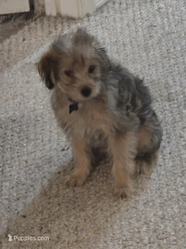 Sammy – Yorkipoo, Poodle - Toy  puppy for sale in Ava, MO