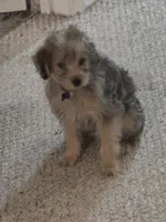 Sammy , a male Yorkipoo and Poodle - Toy  for sale in Ava, MO – 3 of 10