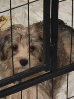 Sammy , a male Yorkipoo and Poodle - Toy  for sale in Ava, MO – 6 of 10