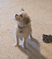 Peanut, a male Yorkipoo and Poodle - Toy  for sale in Ava, MO – 10 of 10