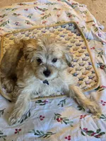 Peanut, a male Yorkipoo and Poodle - Toy  for sale in Ava, MO – 8 of 10