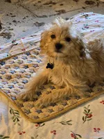 Peanut, a male Yorkipoo and Poodle - Toy  for sale in Ava, MO – 7 of 10