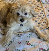 Peanut, a male Yorkipoo and Poodle - Toy  for sale in Ava, MO – 4 of 10