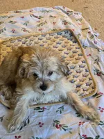 Peanut, a male Yorkipoo and Poodle - Toy  for sale in Ava, MO – 6 of 10