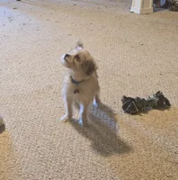 Peanut, a male Yorkipoo and Poodle - Toy  for sale in Ava, MO – 1 of 10