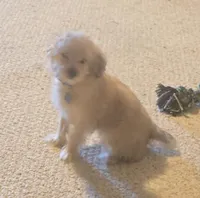 Peanut, a male Yorkipoo and Poodle - Toy  for sale in Ava, MO – 5 of 10